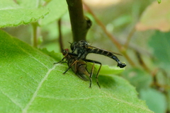 Neoitamus socius