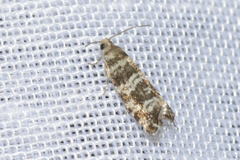 Epinotia tedella
