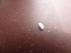 Cryptolaemus montrouzieri