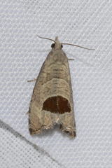 Notocelia uddmanniana