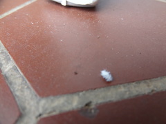 Cryptolaemus montrouzieri