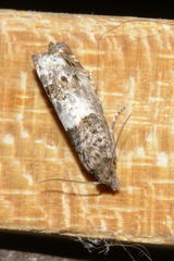 Notocelia trimaculana