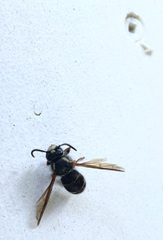 Dolichovespula arctica