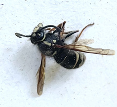 Dolichovespula arctica