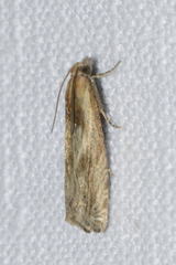 Eucosma cana