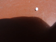 Cryptolaemus montrouzieri