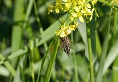 Lejops vittatus