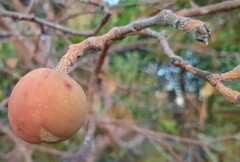 Hancornia speciosa