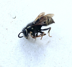 Dolichovespula arctica