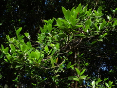Lacmellea