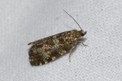 Pseudohermenias abietana