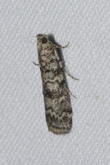 Dioryctria simplicella