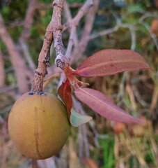 Hancornia speciosa
