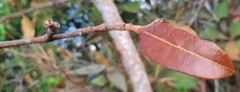 Hancornia speciosa