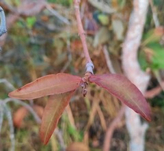 Hancornia speciosa