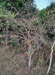 Hancornia speciosa