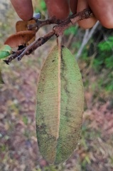 Hancornia speciosa