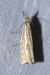 Crambus lathoniellus