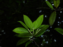 Lacmellea