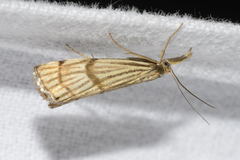 Chrysocrambus linetella
