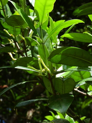 Lacmellea