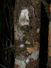 Lacmellea