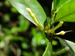 Lacmellea