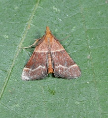 Stemmatophora combustalis
