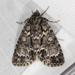 Acronicta fragilis