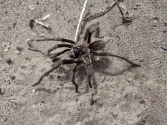 Grammostola vachoni