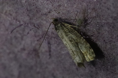 Endothenia quadrimaculana
