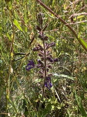 Salvia forskaehlei