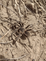 Grammostola vachoni