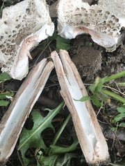 Chlorophyllum rhacodes