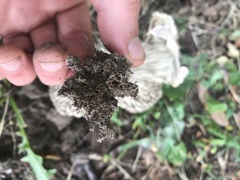 Chlorophyllum rhacodes