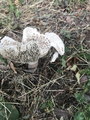 Chlorophyllum rhacodes