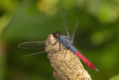Orthetrum schneideri