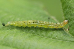 Ypsolopha parenthesella