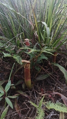Nepenthes smilesii