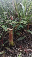 Nepenthes smilesii