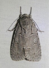Acronicta radcliffei
