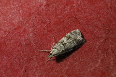 Scoparia pyralella