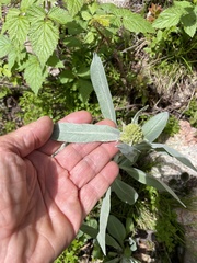 Senecio atratus