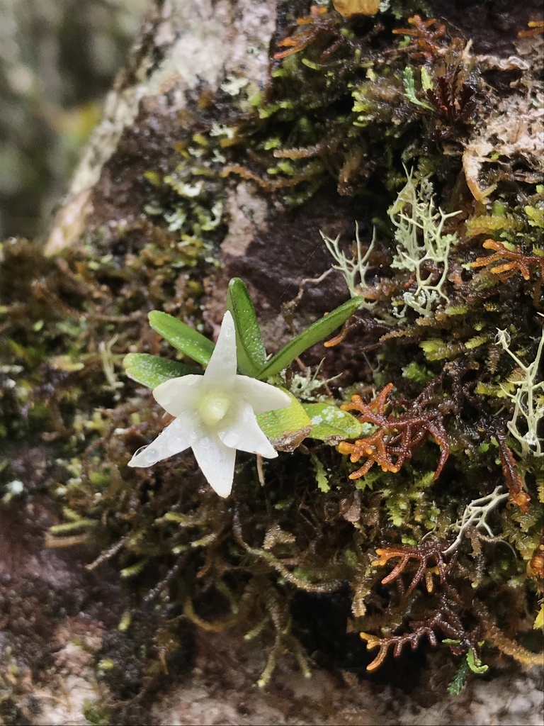Angraecum lecomtei H.Perrier 2