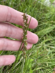 Plantago
