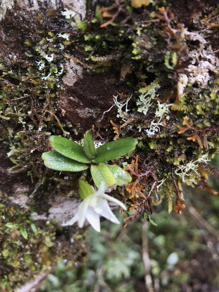 Angraecum lecomtei H.Perrier 3