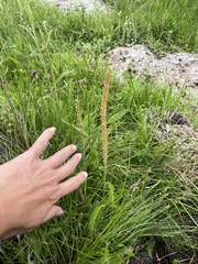 Plantago
