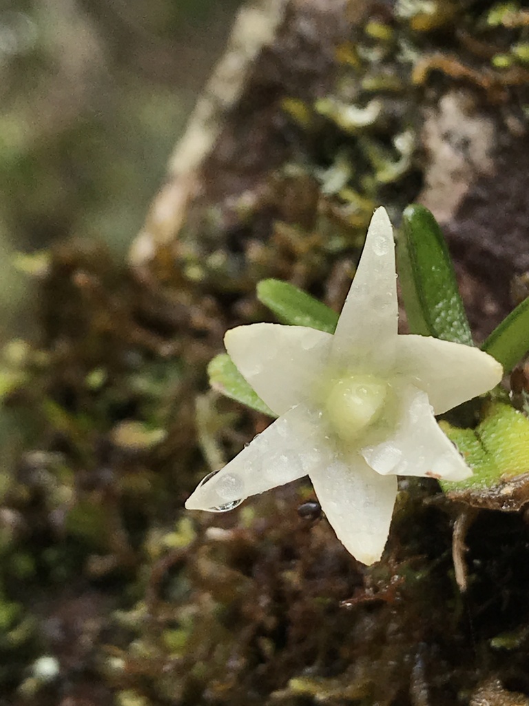 Angraecum lecomtei H.Perrier 4