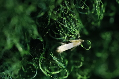 Phyllonorycter roboris