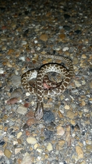 Hypsiglena jani